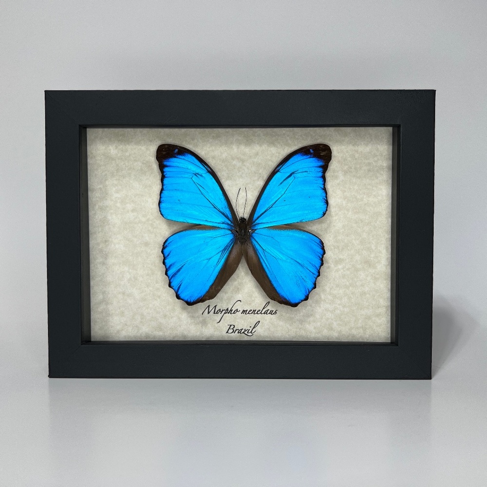 Real Framed exotic Morpho menelaus 🦋